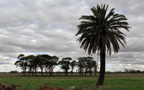 Palm Tree on Heppleholme Farm in Winchester