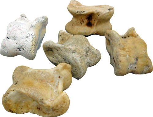 Real Knucklebones